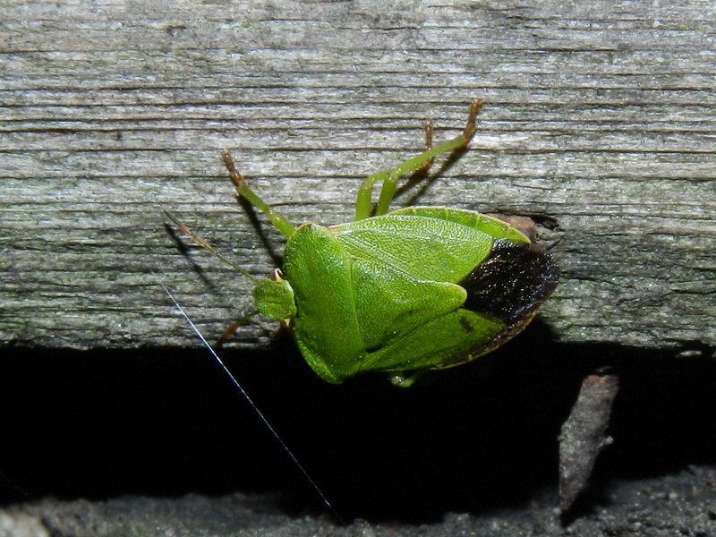 Pentatomidae: Nezara viridula e Palomena viridissima (VA)